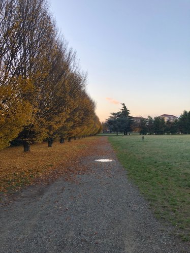 Autumn tree-lined path in Italy